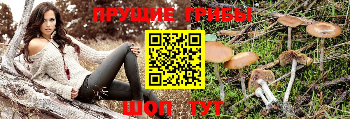 Каменск-Уральский  Псилоцибиновые грибы GOLDEN TEACHER  Вход с VPN 